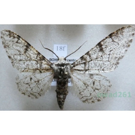 Biston betularia (Linnaeus, 1758) Krępak nabrzozak Czech18f